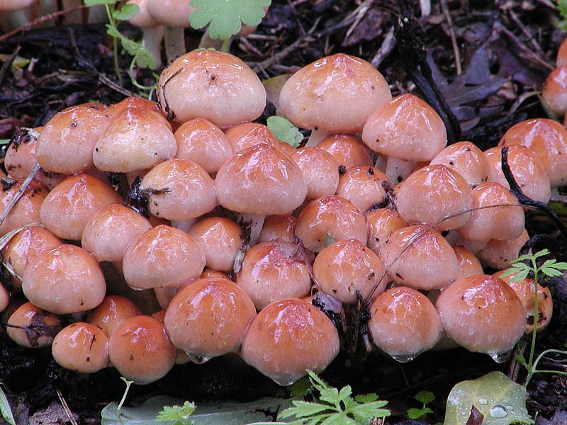 Hypholoma fasciculare. Tossico.